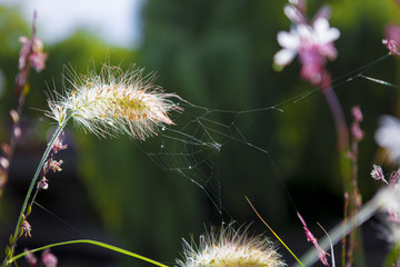 Merveilles fleuries