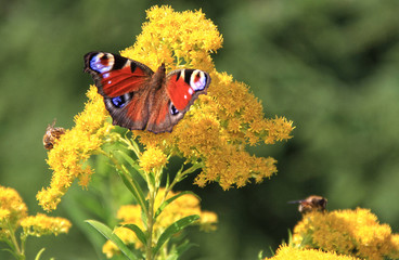 Pfauenauge-Schmetterling