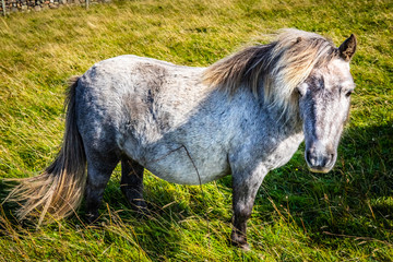 Obraz na płótnie Canvas Shetland pony at Scotland, Shetland Islands