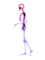 X RAY Skeleton 3D Render