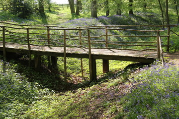 A Rustic Wooden Bridge in a Bluebell Wood.