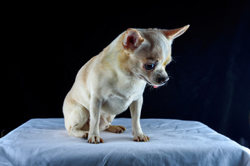 portrait of a chihuahua on a black background