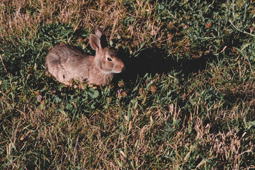 Bunny Rabbit Fails At Camouflage 