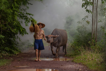 Lifestyle Elderly man with buffalo in countryside.