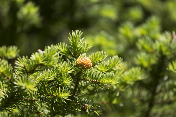 Spruce branch, illuminated by the sun, shallow depth of field