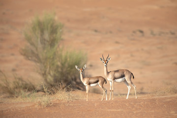 Mother and baby mountain gazelle in desert dunes.