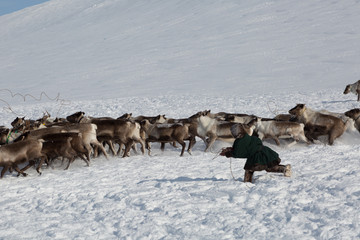 Nenets reindeer mans catches reindeers on a sunny winter day