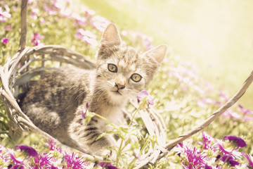 Naklejka na ściany i meble Cute little kitten sitting in a basket on the floral lawn 