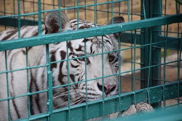 White Tiger in Captivity