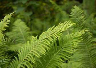 Fern in the forest.