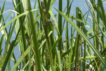 dragonfly on reed