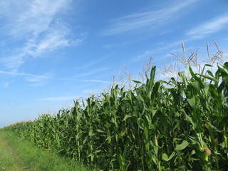 Obraz premium Field of green corn and blue sky with white clouds. Agricultural landscape