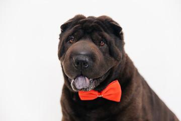 Obraz premium an image of a dog