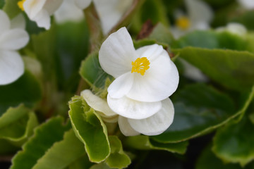 Fototapeta na wymiar White wax begonia
