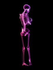 X RAY Skeleton 3D Render