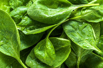 Fresh green spinach, background with leaves, vegetable diet and vegetarian food concept
