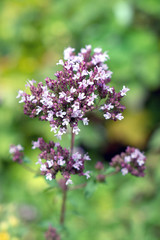 Fototapeta na wymiar Thymus vulgaris in the garden, alternative medicine, homeopathy