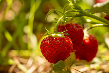 sweet ripe strawberry on the bed