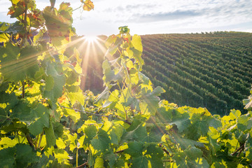 Sonnenaufgang im herbstlichen Weinberg