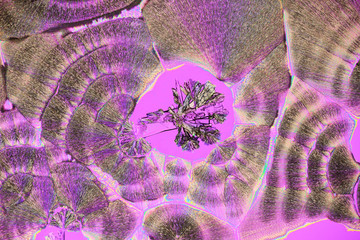 Colorful micro crystals in polarized light