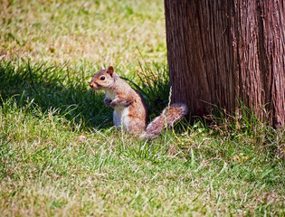 Cute squirrel standing attentive near a tree trunk