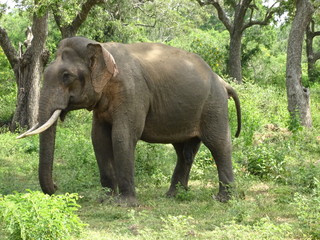 Fototapeta premium Elephant Sri Lanka Tissa