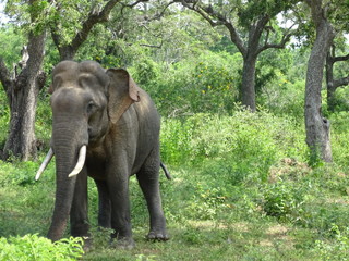Elephant Sri Lanka Tissa