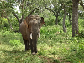 Elephant Sri Lanka Tissa
