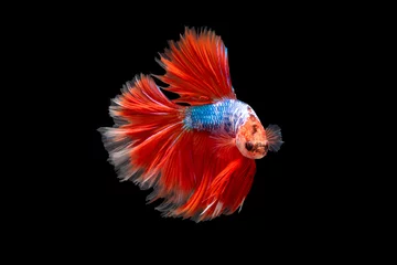 Foto op Aluminium The moving moment beautiful of siamese betta fish in thailand on black background.  © Soonthorn