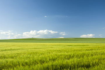 Large green barley field and blue sky