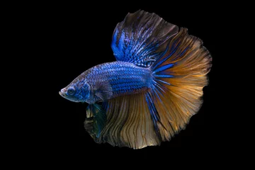 Schilderijen op glas The moving moment beautiful of siamese betta fish in thailand on black background. © Soonthorn