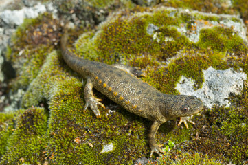 Spanish ribbed newt (Pleurodeles waltl)