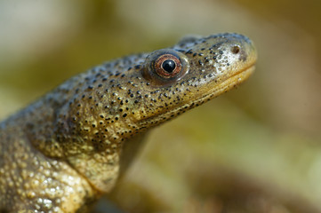 Spanish ribbed newt (Pleurodeles waltl)