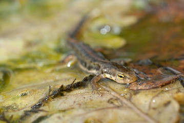 Triturus boscai, Lissotriton boscai, Triton, Anfibio, protected species