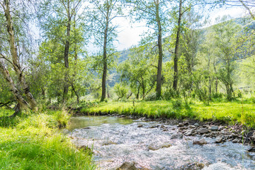 Naklejka premium Mountain altay summer river 
