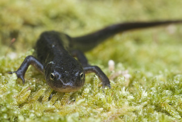 Triturus boscai, Lissotriton boscai, Triton, Anfibio, protected species
