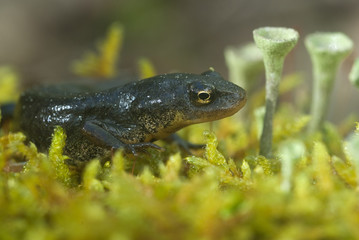 Triturus boscai, Lissotriton boscai, Triton, Anfibio, protected species
