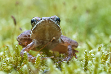 Iberian frog (Rana iberica) leggy frog