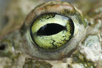 Spadefoot toad, Pelobates cultripes, amphibian