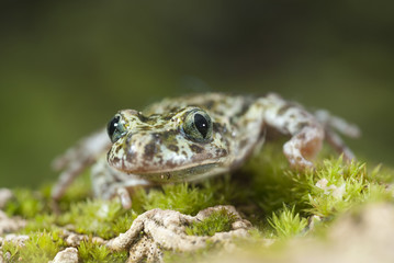 Iberian speckled sapillo (Pelodytes ibericus), amphibian