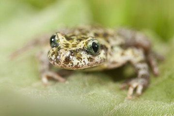 Iberian speckled sapillo (Pelodytes ibericus), amphibian