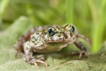 Iberian speckled sapillo (Pelodytes ibericus), amphibian