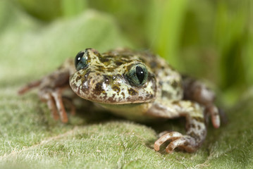 Iberian speckled sapillo (Pelodytes ibericus), amphibian