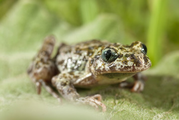 Iberian speckled sapillo (Pelodytes ibericus), amphibian