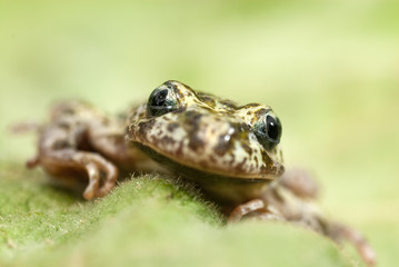 Iberian speckled sapillo (Pelodytes ibericus), amphibian