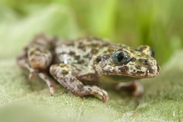 Iberian speckled sapillo (Pelodytes ibericus), amphibian