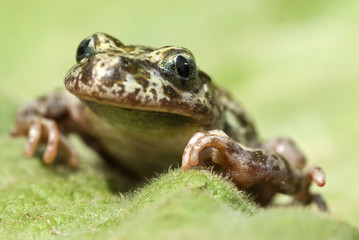 Iberian speckled sapillo (Pelodytes ibericus), amphibian