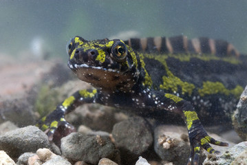 Marbled newt, Triturus marmoratus in the water, crest, amphibian