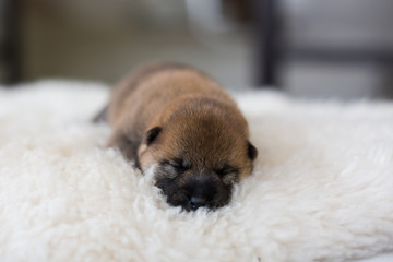 Close-up portrait of cute newborn Shiba Inu puppy sleeping on the blanket