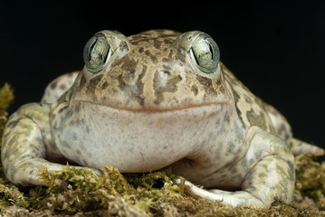 Spadefoot toad, Pelobates cultripes, amphibian
